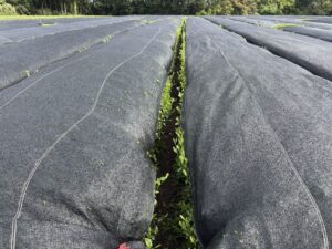 Japanese matcha tea plantation and green tea fields in Japan