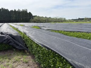 Japanese matcha tea plantation and green tea fields in Japan